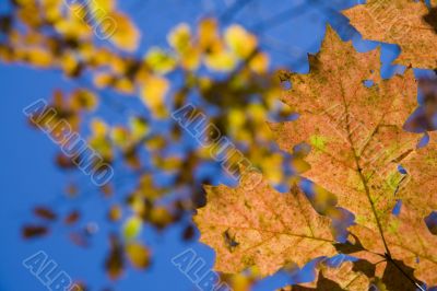 Yellow and blue