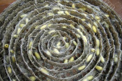 Silk worms