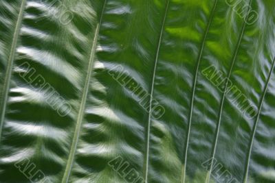 Big green leaf
