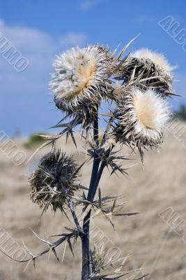 Nice Thistle