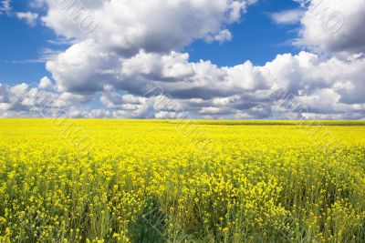 Rape Field