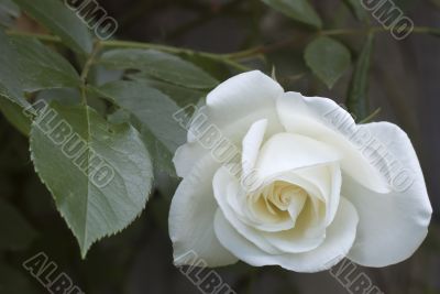 White Rose