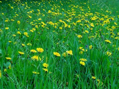 Dandelion field