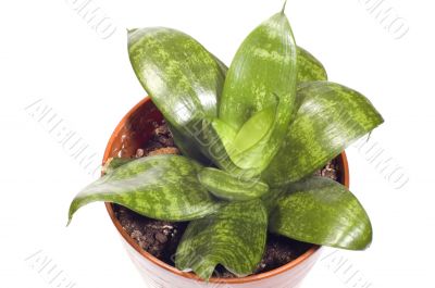 indoor plants