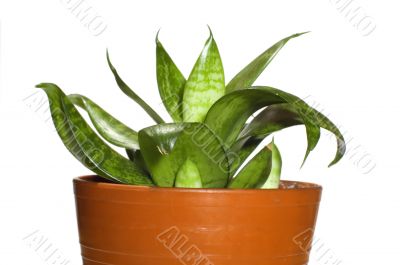 window plants