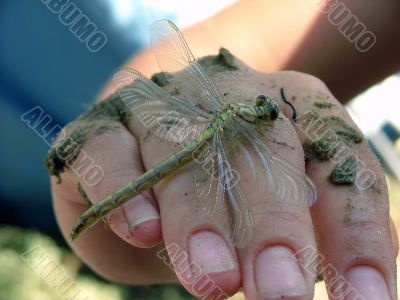 dragonfly on palm