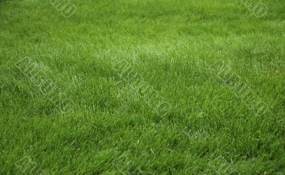 Green grass