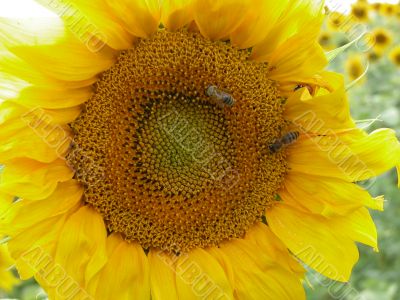 Two bees on big yellow sunflower