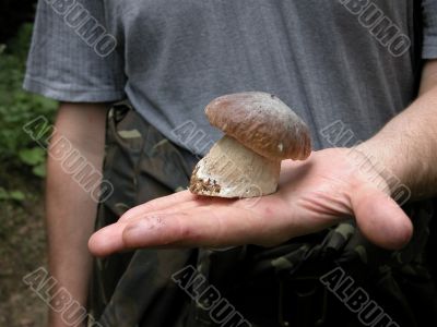 Big mushroom in hand