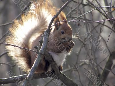 Big red squirrel on tree