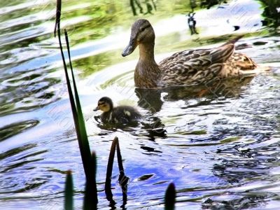 mallard anas platyrhynchos