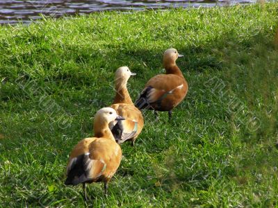 mallard