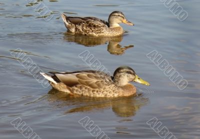 mallard anas platyrhynchos