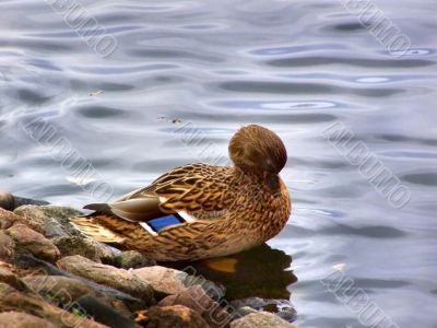 mallard