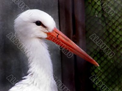 storks