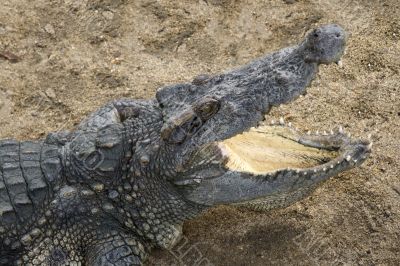 Crocodile