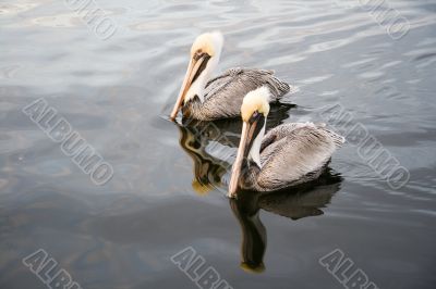 Two pelicans II