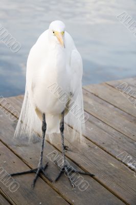Great Egret