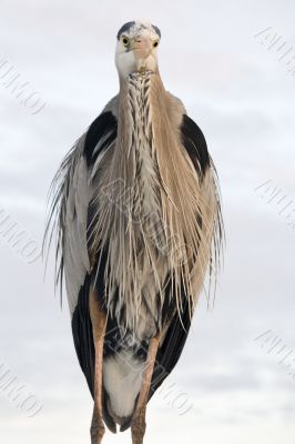 Bad hair day