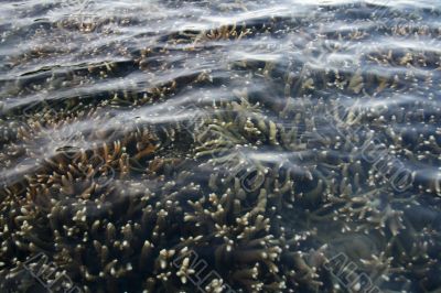 Corals under water