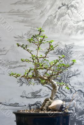 Bonsai tree