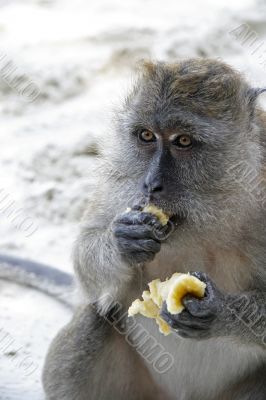 Portrait of a monkey