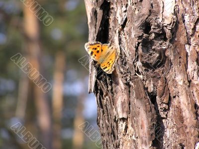 Butterflies on wood