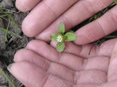 Flower in hands