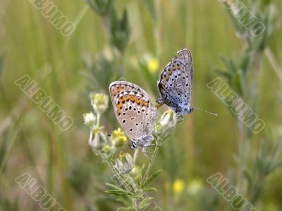 Two butterflies on flower