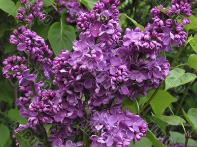 Lilac flowers