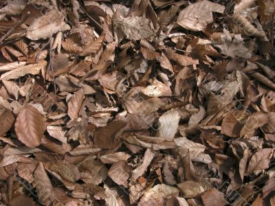 Brown leaves