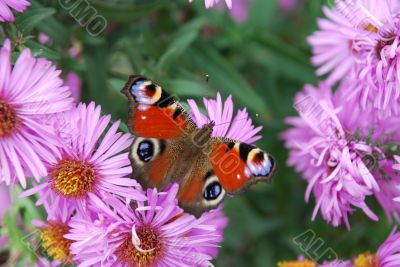 Flower with butterfly