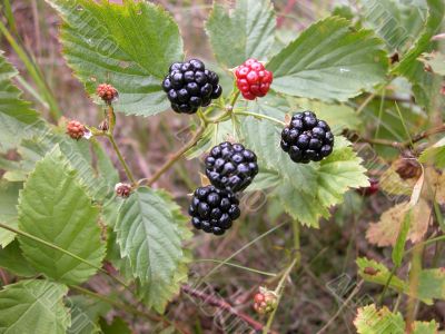 Blackberry bush with berries