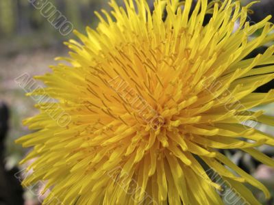 Flower of dandelion