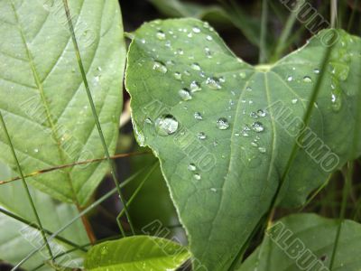 Green grass leaves