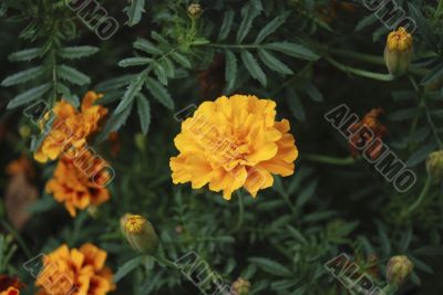 Yellow and orange flowers
