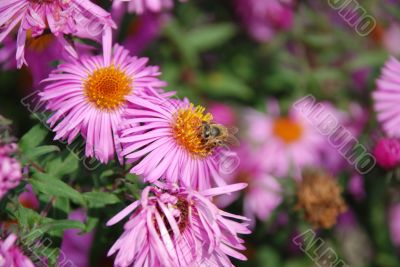 Flower and bee