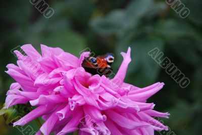 Flower with butterfly
