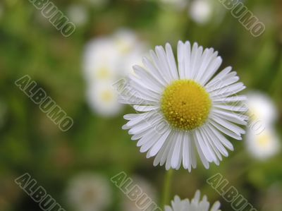 Flower of camomile at summer day