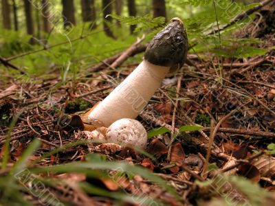 Big pretty mushroom in forest
