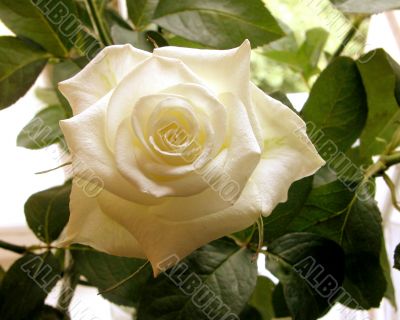 Beautiful white rose flower with green leaves