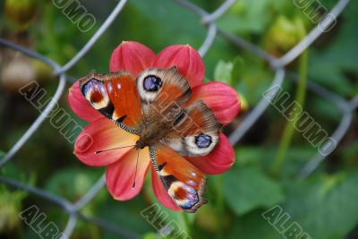 Flower with butterfly