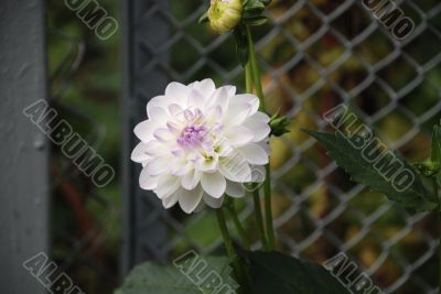 White flower