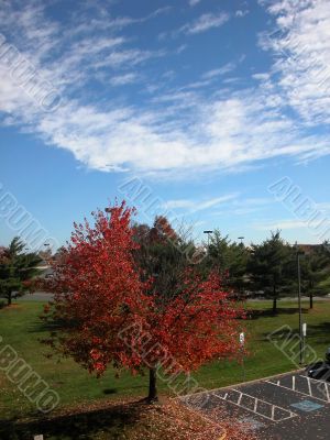 The red maple