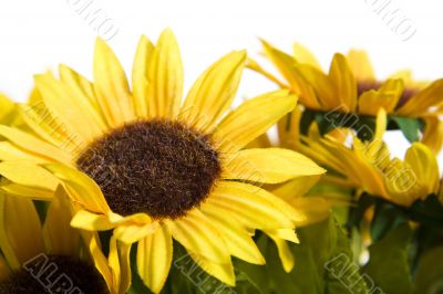 Artificial flowers on white