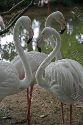 Three flamingos