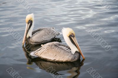 Two pelicans