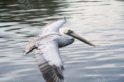 Flight of white pelican