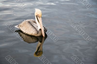 Brown pelican