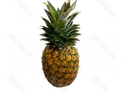 Pineapple